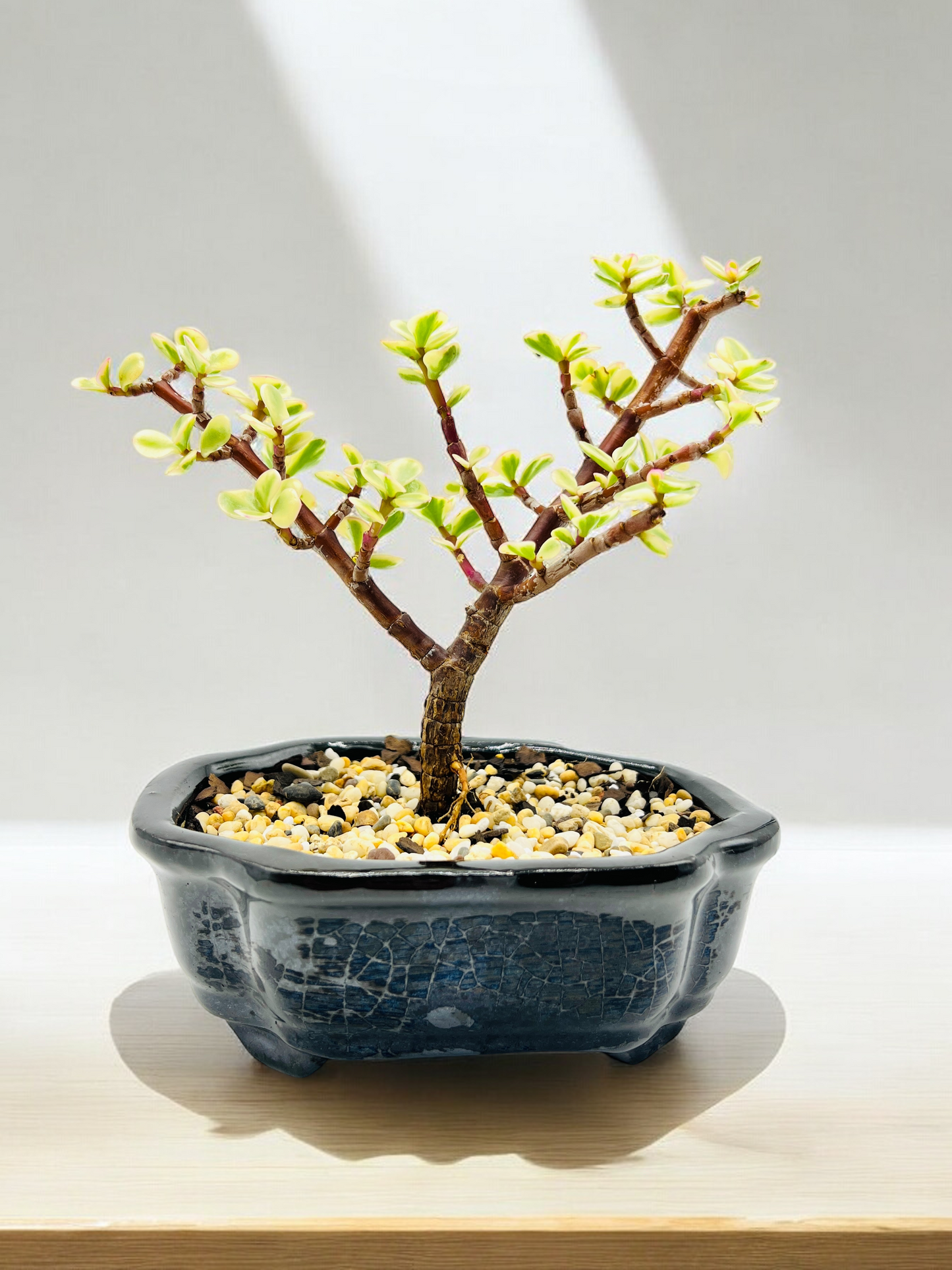 Variegated Jade Bonsai Tree 6 Inch