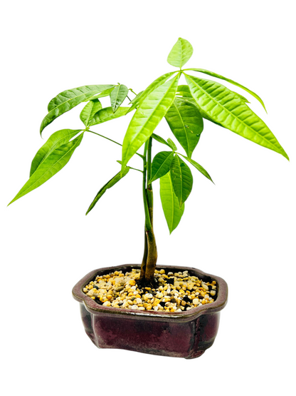 Twin Trunk Indoor Guiana Chestnut “Pachira Aquatica” Bonsai Tree 6 Inch 发财树