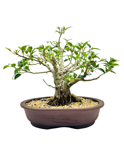 21 Year Old Small Leaf Fig Bonsai Tree