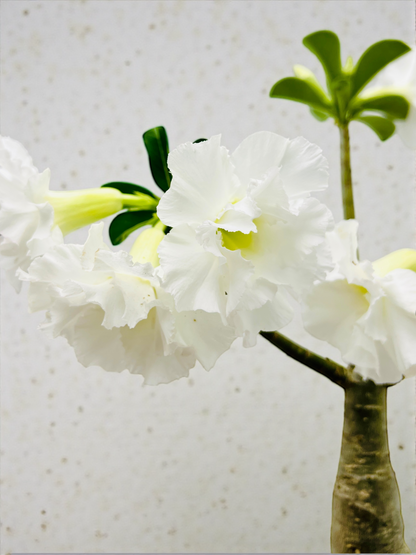 Double White Desert Rose Bonsai Tree