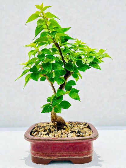8” Pixie Pink Bougainvillea Bonsai Tree 40cm Tall