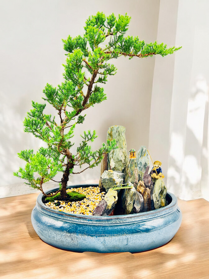 14" Juniper With Rock Feature Bonsai Tree