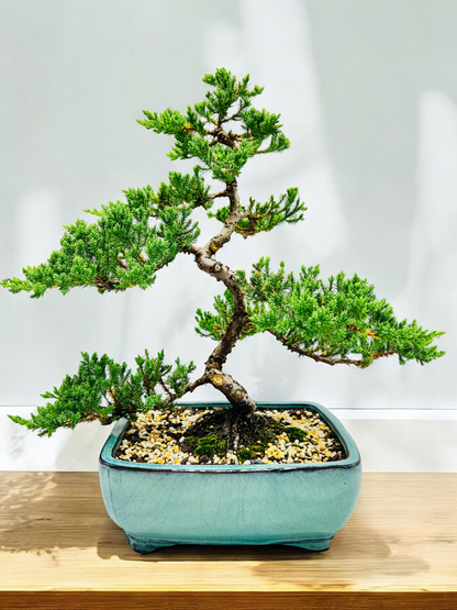 2008 Advanced Twisted Trunk Juniper Squamata Bonsai Tree