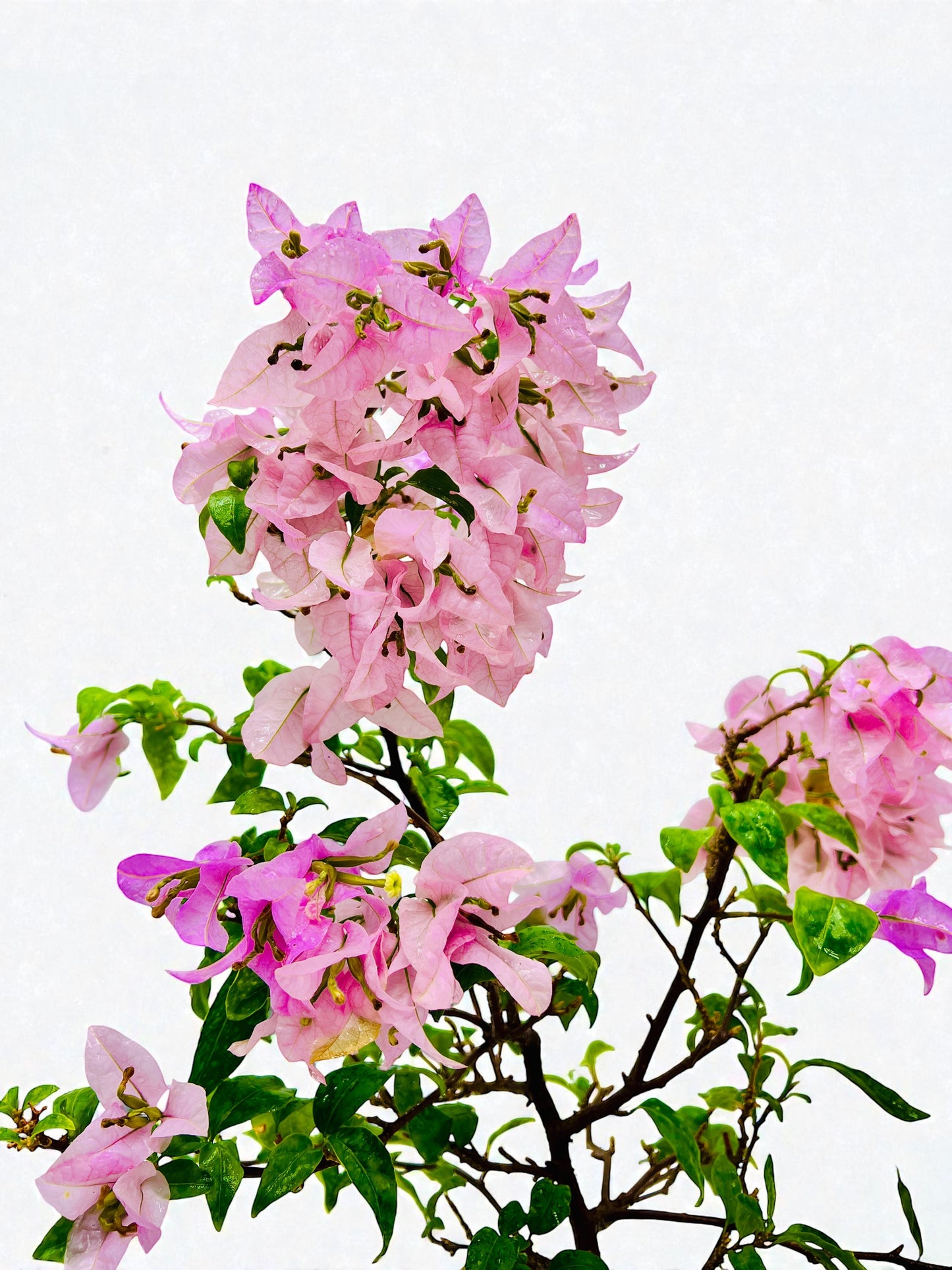 10” Pink Lavender Flowering Bougainvillea Bonsai Tree - Valentines Day Special