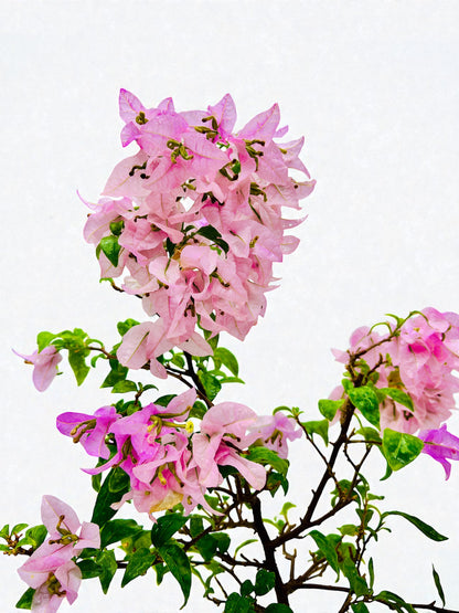10” Pink Lavender Flowering Bougainvillea Bonsai Tree - Valentines Day Special