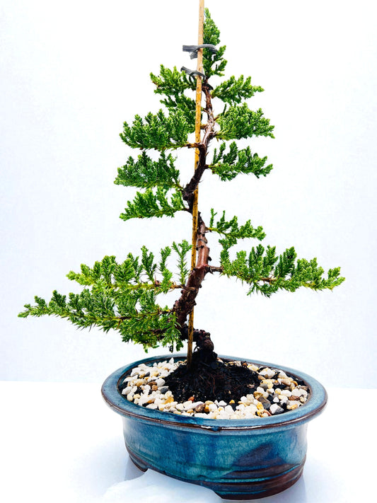 8 Inch Juniper Squamata Bonsai Tree - Teal Oval Pot