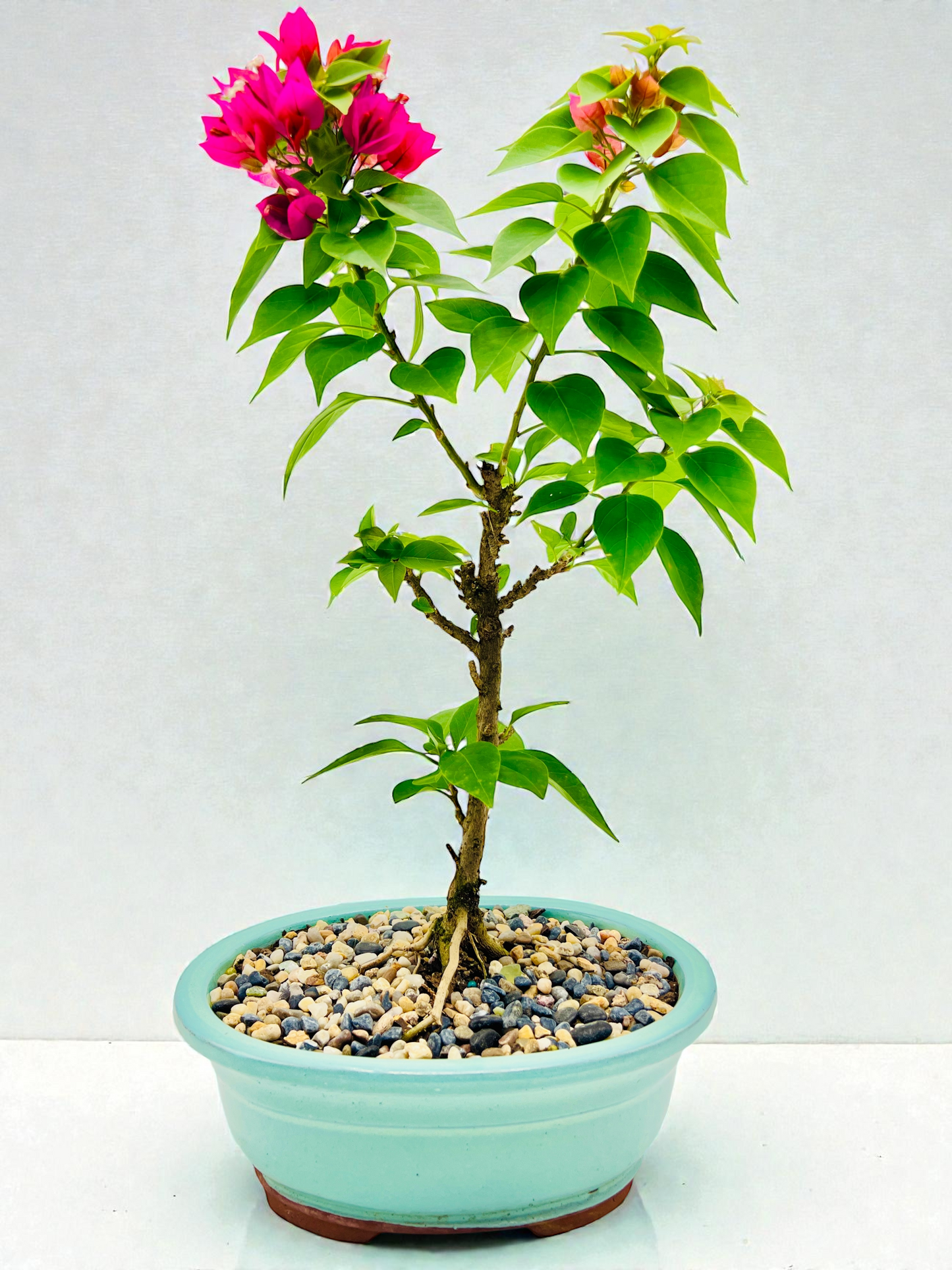 8” Pink Bougainvillea Bonsai Tree 40cm Tall