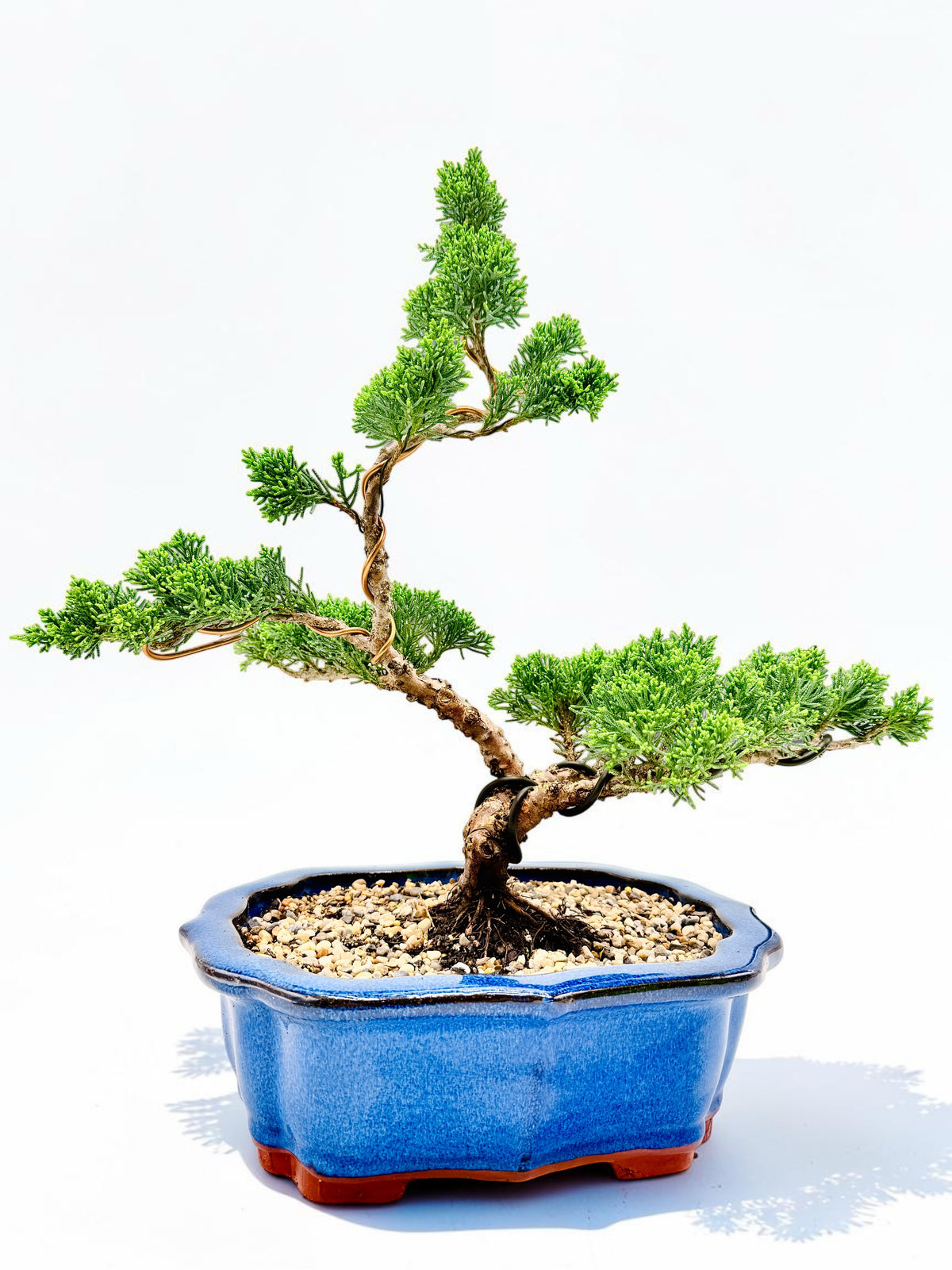 2013 Twisted Trunk Japanese Shimpaku Juniper Bonsai Tree