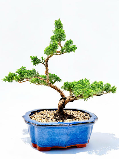2013 Twisted Trunk Japanese Shimpaku Juniper Bonsai Tree
