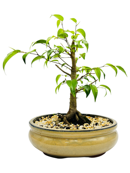 8 Inch Weeping Fig Bonsai Tree