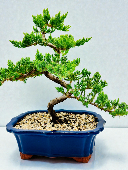 Advanced Twisted Trunk Juniper Squamata Bonsai Tree