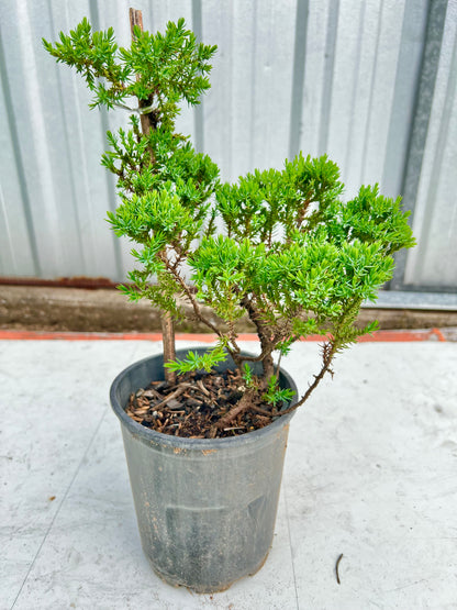 6” Staked Juniper DIY Prebonsai Tree - Bonsai Gifts Nursery