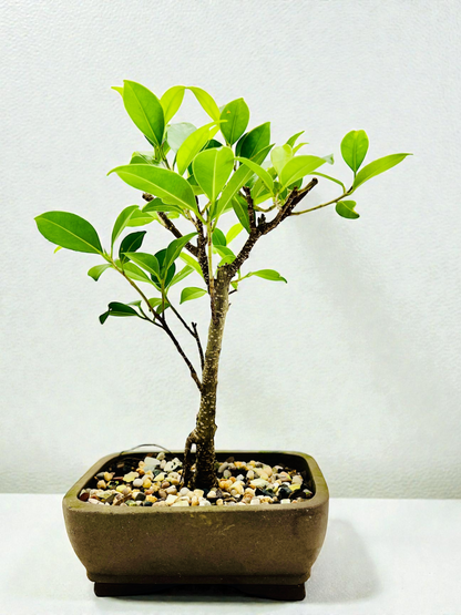 7 Inch Tiger Bark Fig Bonsai Tree