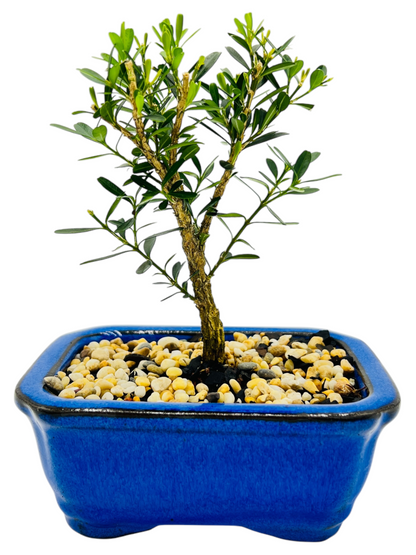 4” Harlandii Buxus Mame Mini Bonsai Tree