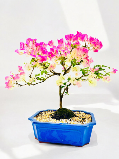 12” White/Pink Flowering Bougainvillea Bonsai Tree