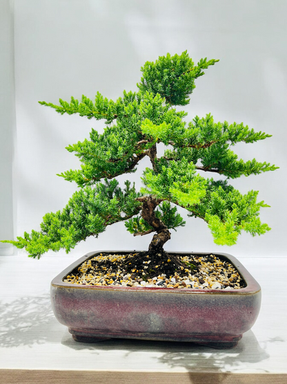 2008 Advanced Twisted Trunk Juniper Squamata Bonsai Tree