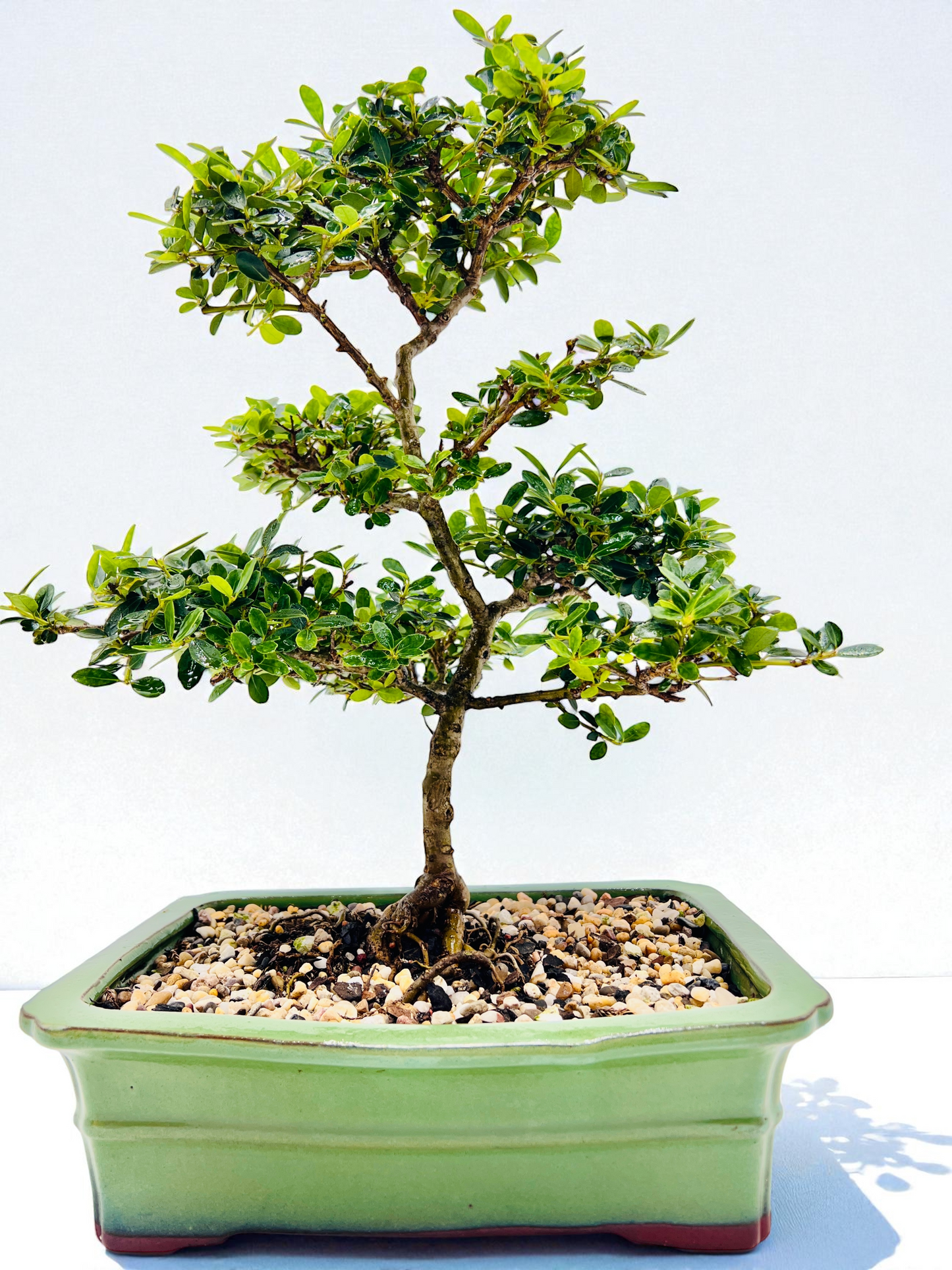 10 Inch Japanese Dwarf Holly Bonsai Tree - Green Rectangle Pot