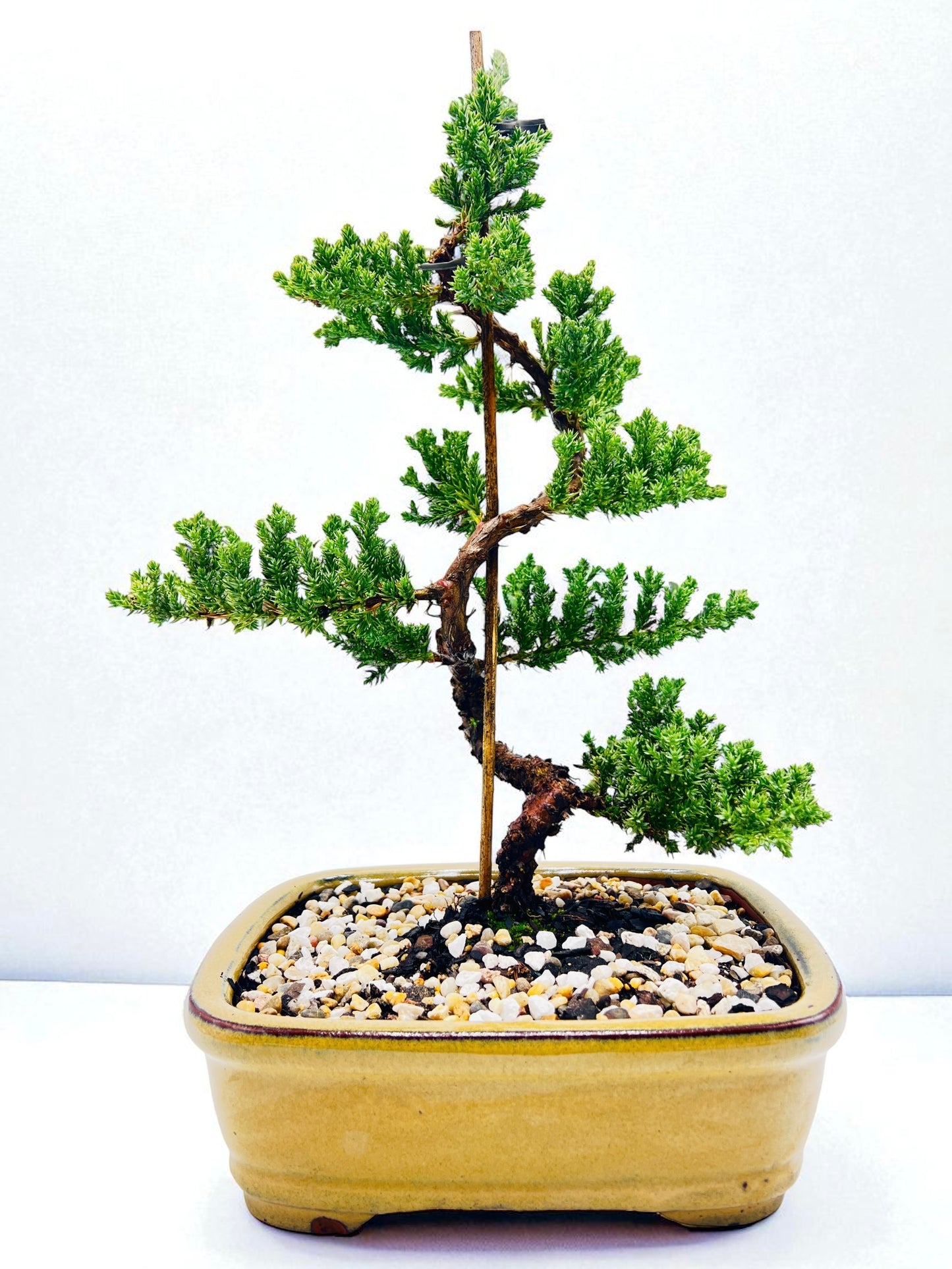 8 Inch Juniper Squamata Bonsai Tree - Yellow Rectangle Pot