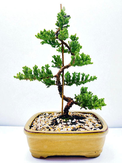 8 Inch Juniper Squamata Bonsai Tree - Yellow Rectangle Pot