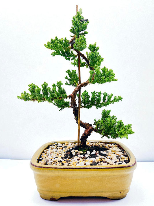 8 Inch Juniper Squamata Bonsai Tree - Yellow Rectangle Pot