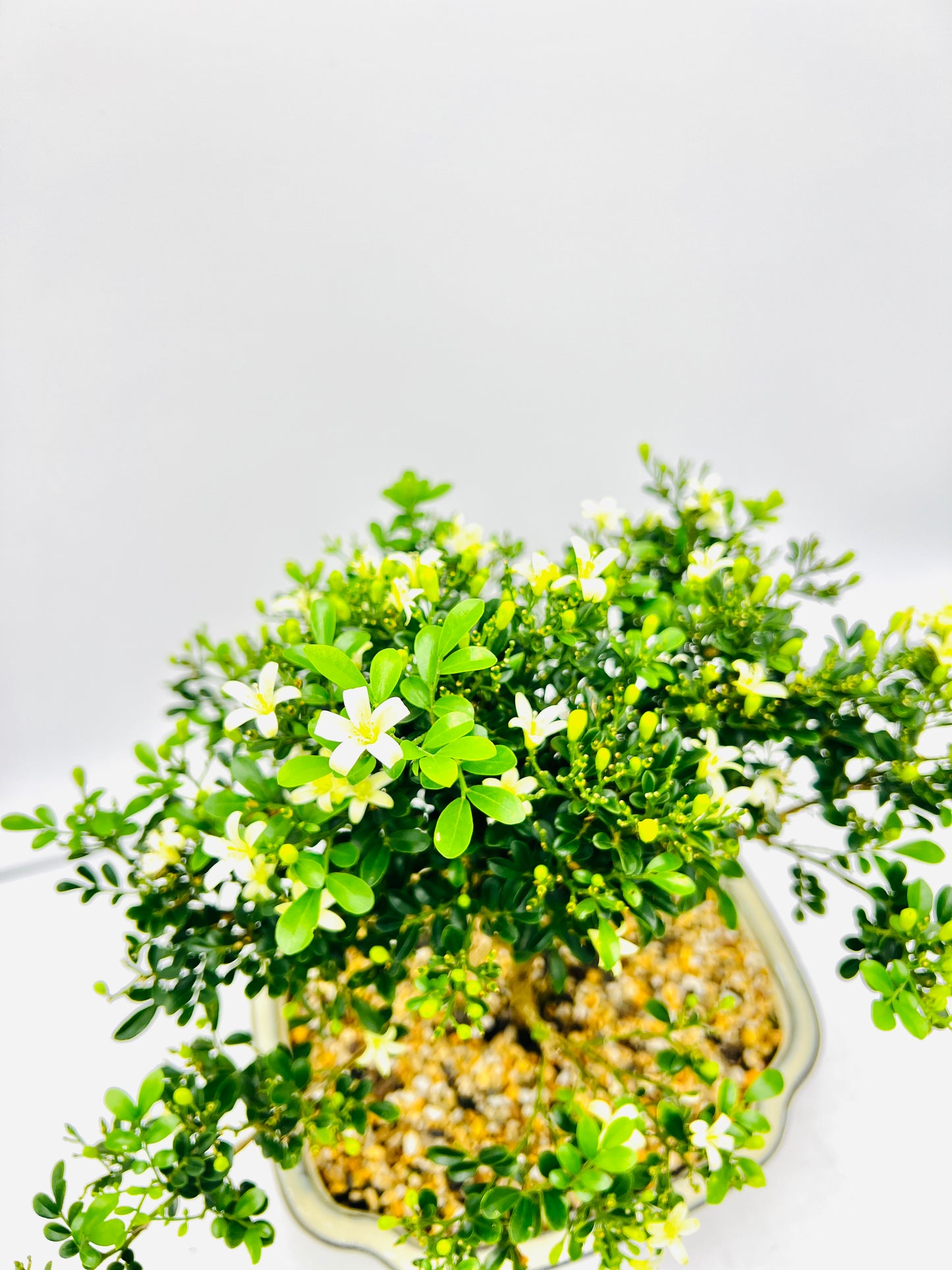 10 Inch Mini Jasmine Bonsai Tree