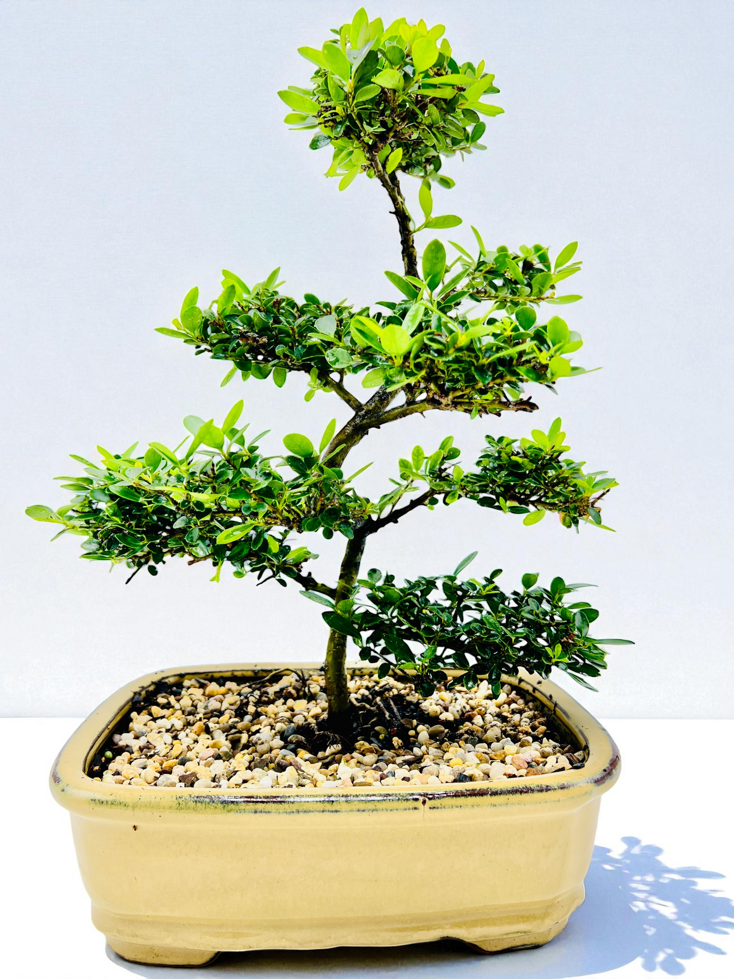 10 Inch Japanese Dwarf Holly Bonsai Tree - Yellow Rectangle Pot