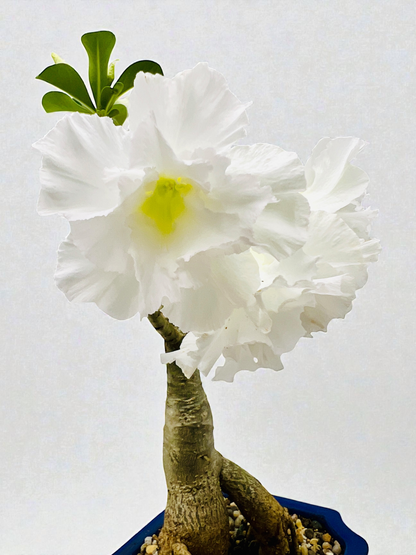 Double White Desert Rose Bonsai Tree