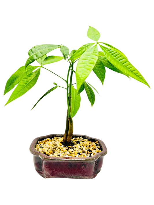 Twin Trunk Indoor Guiana Chestnut “Pachira Aquatica” Bonsai Tree 6 Inch 发财树