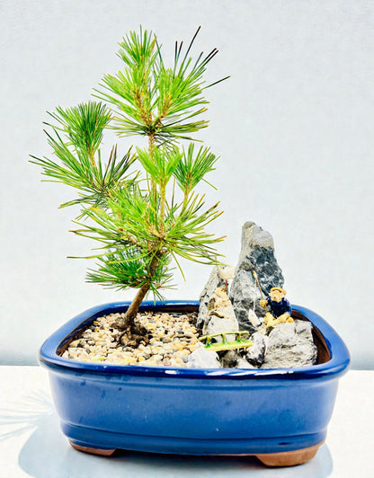 Mikawa Japanese Black Pine Bonsai Tree With Rock Feature