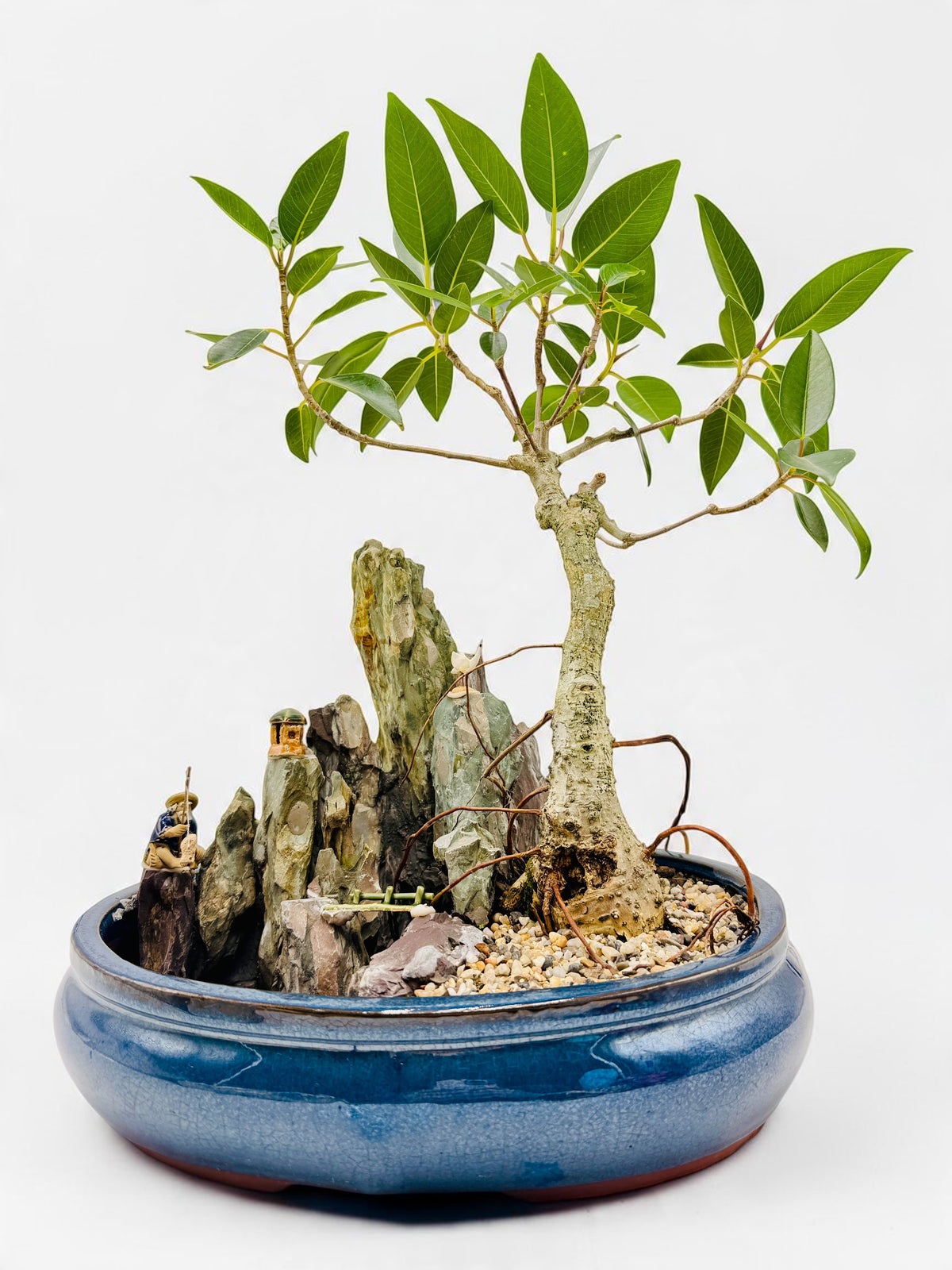2013 Small Leaf Fig With Rock Feature Bonsai Tree