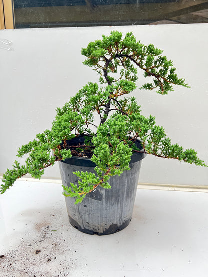 12 Inch Twisted Staked Juniper DIY Pre Bonsai Tree - Bonsai Gifts Nursery