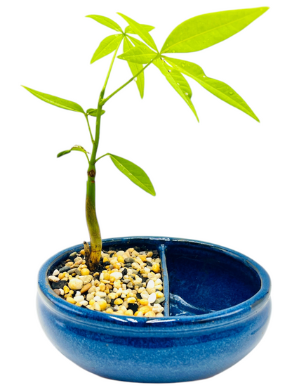 Indoor Guiana Chestnut “Pachira Aquatica” Bonsai Tree With Water Side 发财树