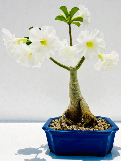 Double White Desert Rose Bonsai Tree