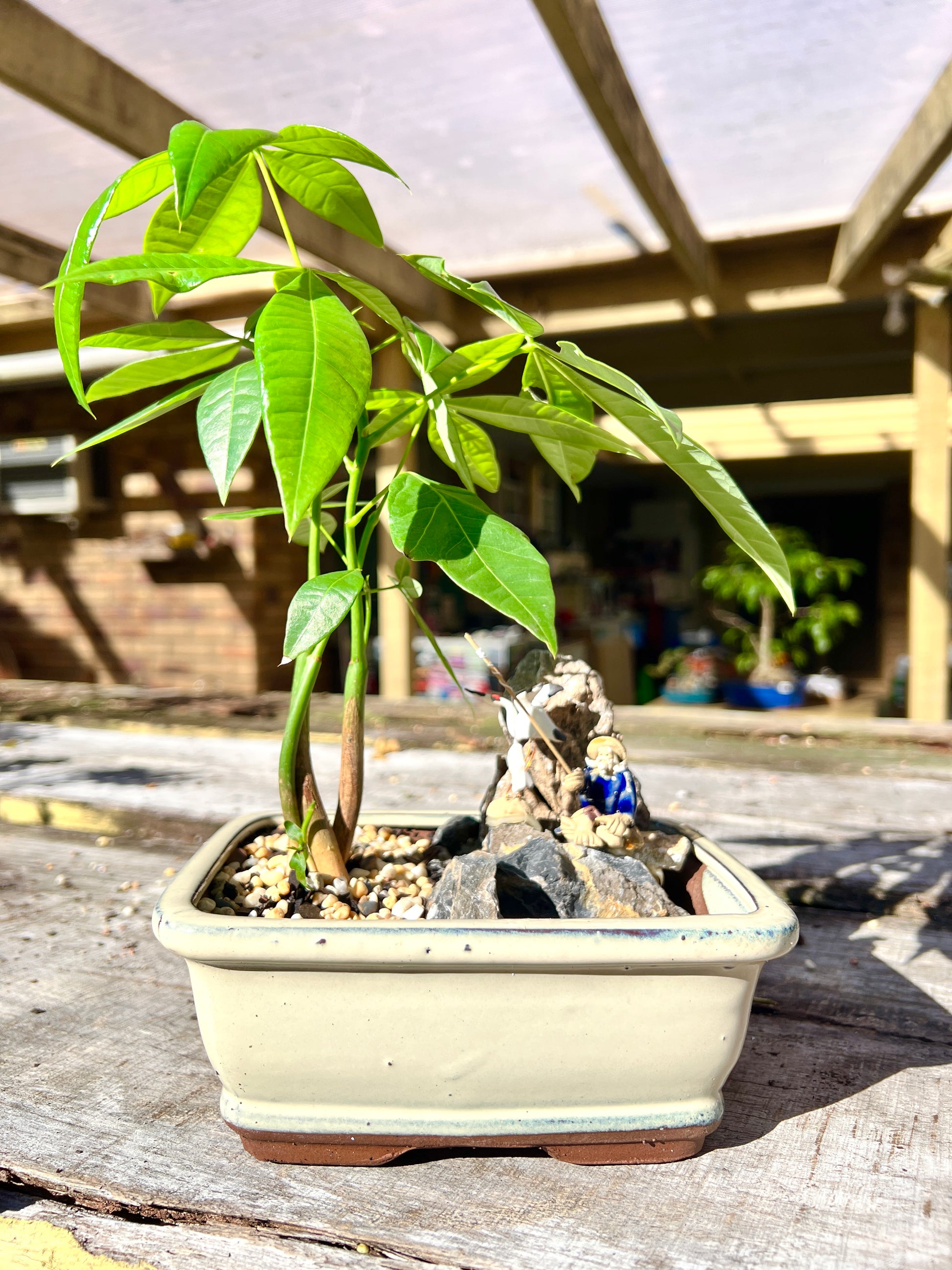 Rock Feature Triple Dragon Braided Indoor Guiana Chestnut “Pachira Aquatica” Bonsai Tree 7 Inch 发财树 - Bonsai Gifts Nursery