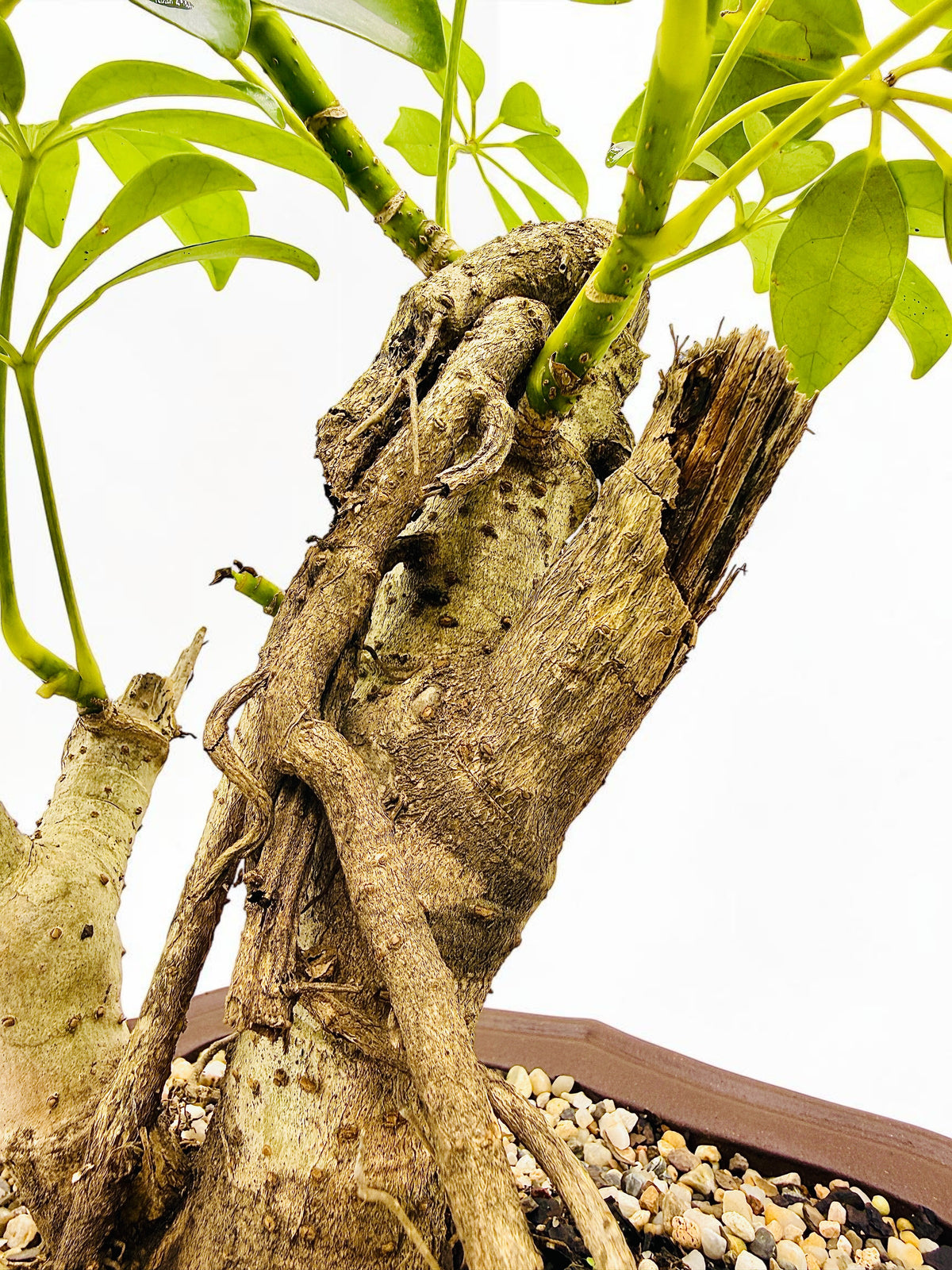 2009 Umbrella Tree Bonsai – Mature Trunk & Exposed Roots