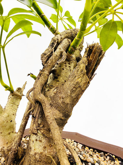 2009 Umbrella Tree Bonsai – Mature Trunk & Exposed Roots