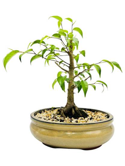 8 Inch Weeping Fig Bonsai Tree