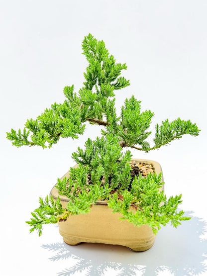 8 Inch Juniper Squamata Bonsai Tree - Yellow Rectangular Pot