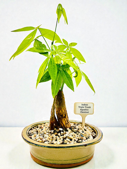 Triple Trunk Indoor Guiana Chestnut “Pachira Aquatica” Bonsai Tree 8 Inch 发财树