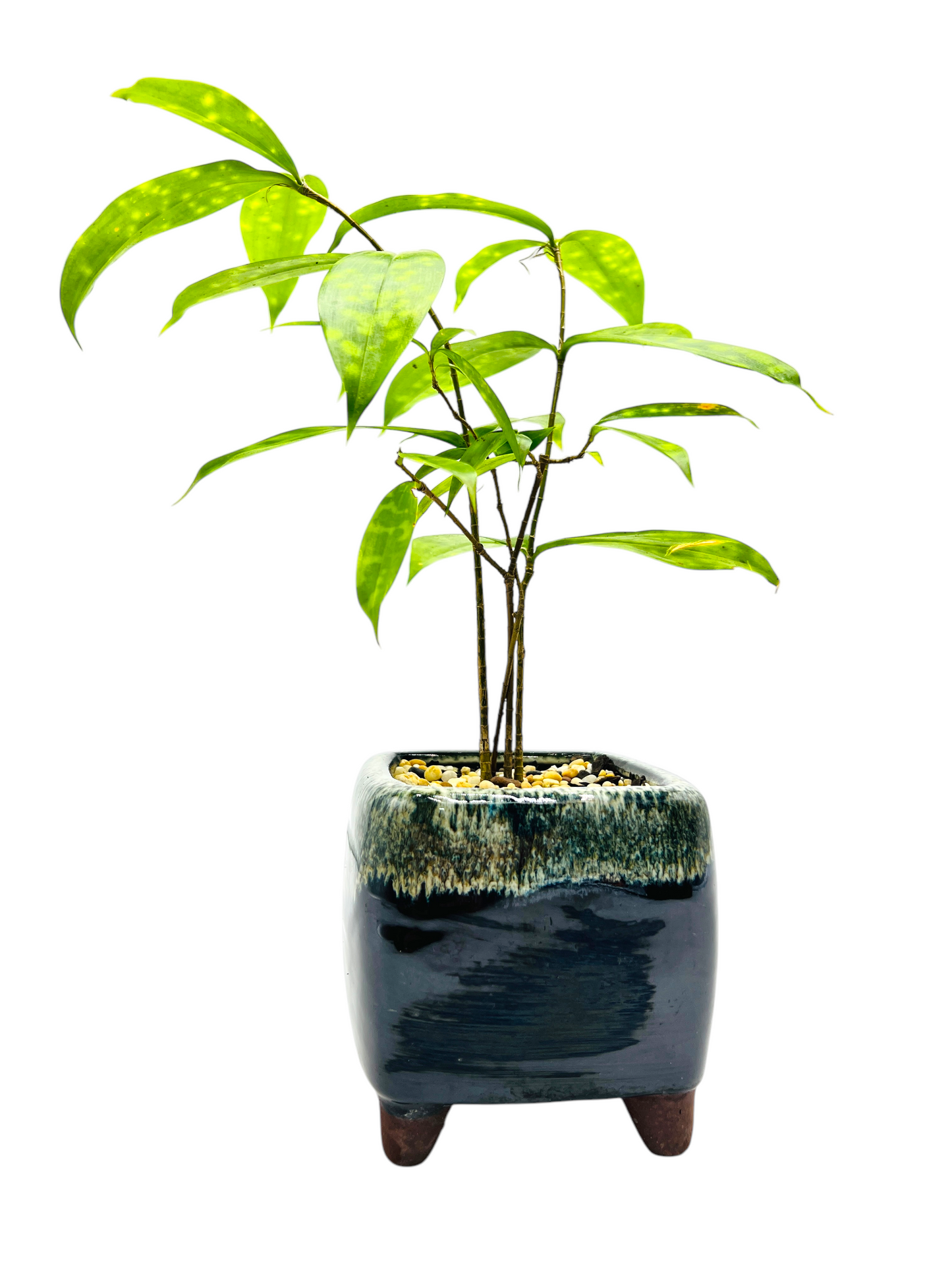 6” Indoor Bamboo Bonsai Tree