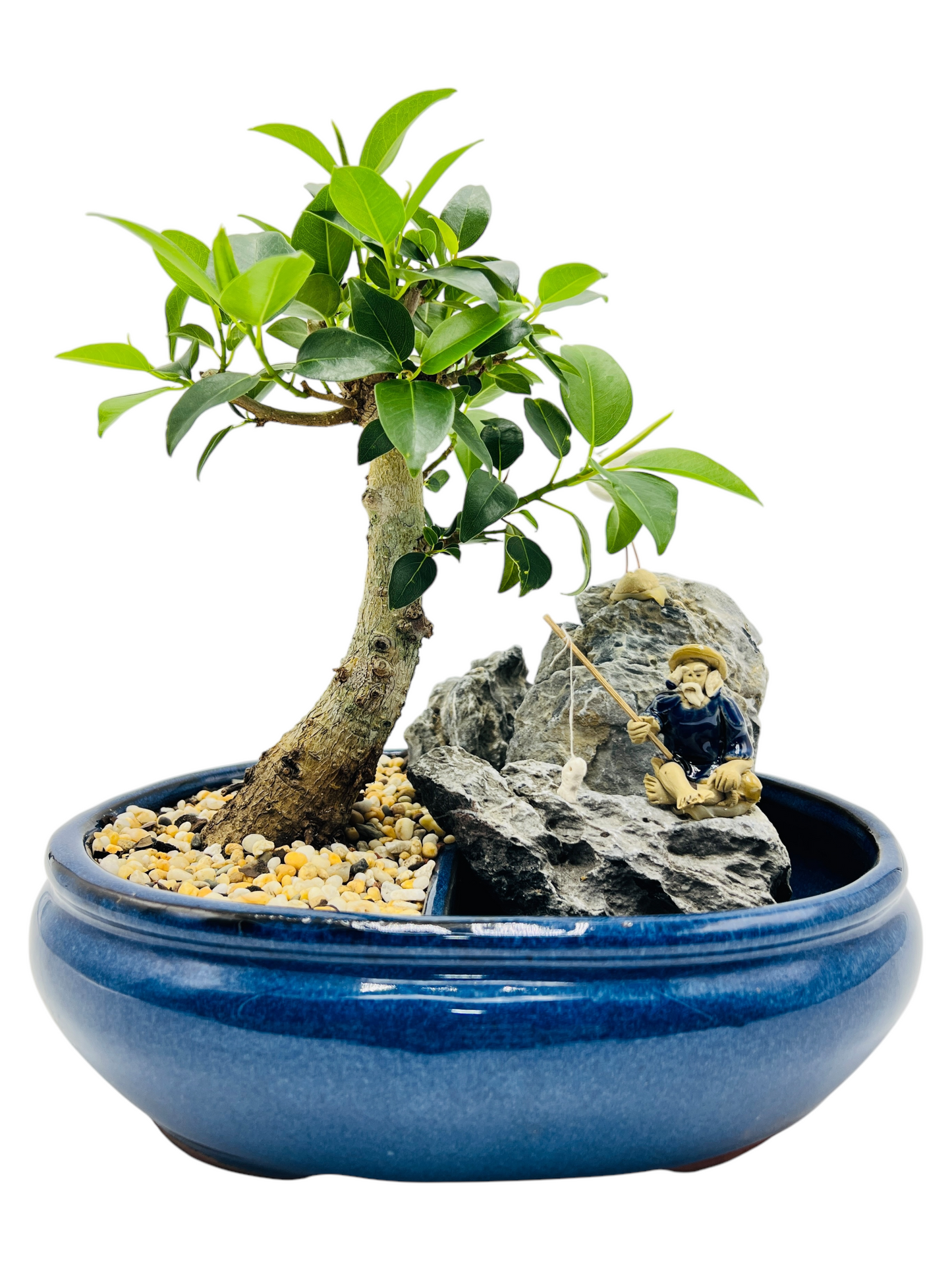 10 Inch Small Leaf Fig Bonsai Tree With Rock Feature