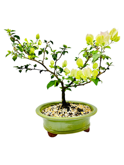 10” White/Pink Flowering Bougainvillea Bonsai Tree