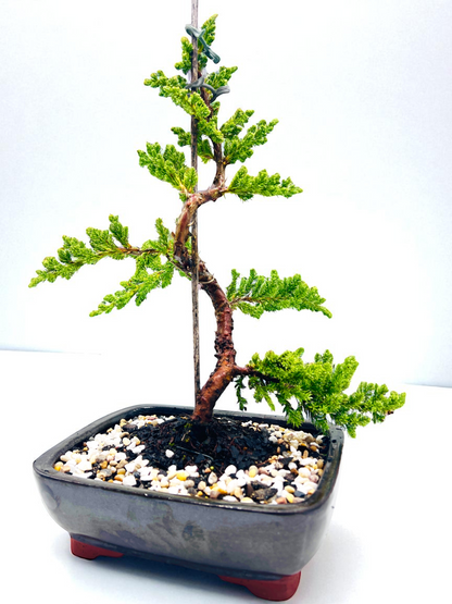 8 Inch Juniper Squamata Bonsai Tree - Black Rectangle Pot