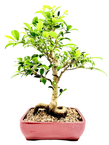 2013 Tiger Bark Fig Bonsai Tree - Red Rectangular Pot