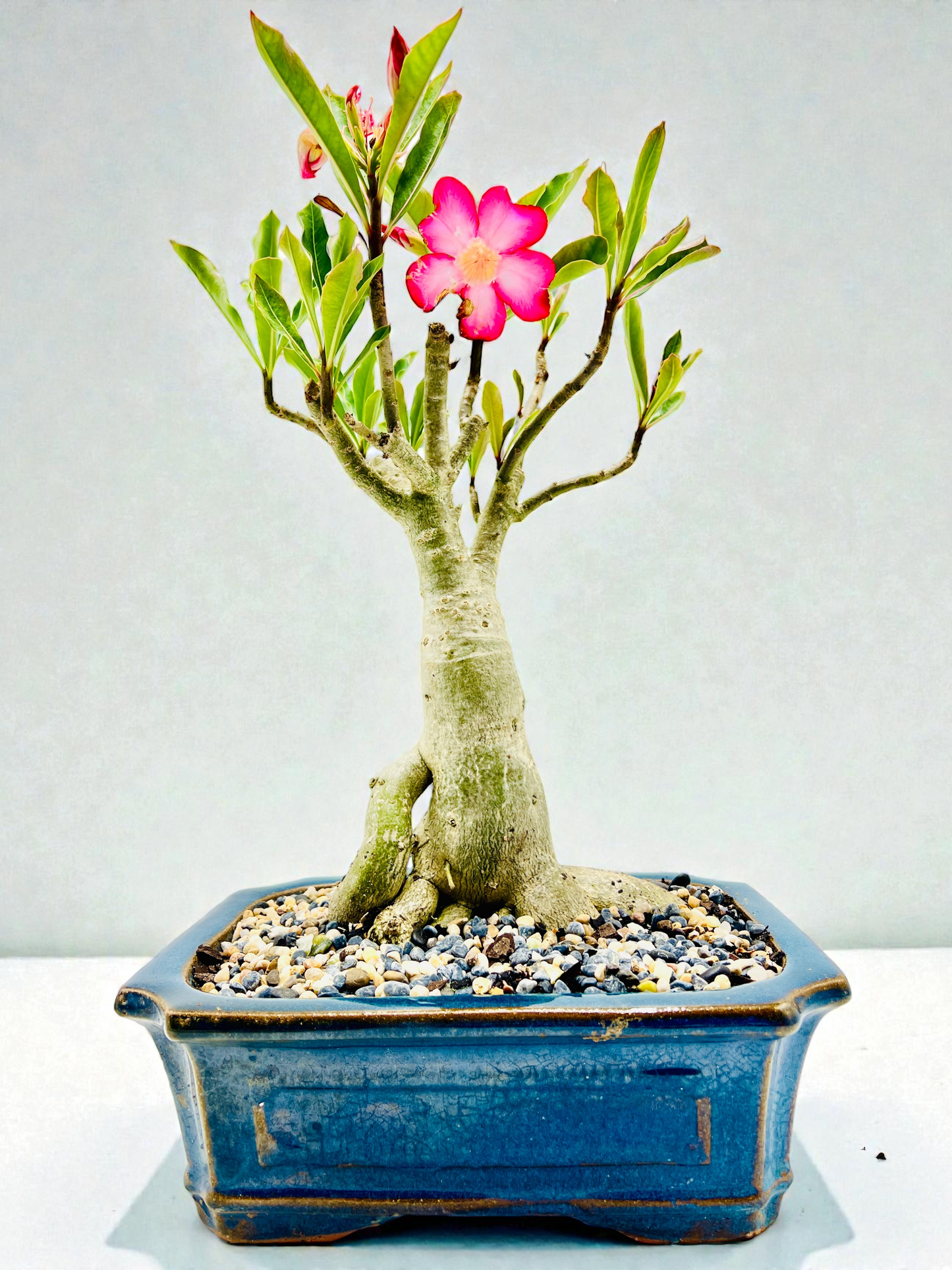 10 Year Old Mature Desert Rose Bonsai Tree - Pink Flowers
