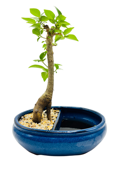 10 Inch Small LeafFig Bonsai Tree