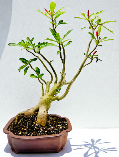 Red 70cm Tall Mature Desert Rose Bonsai Tree - Red Flowers