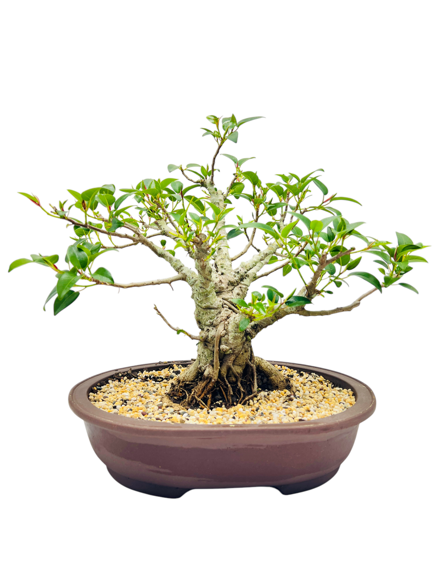 21 Year Old Small Leaf Fig Bonsai Tree