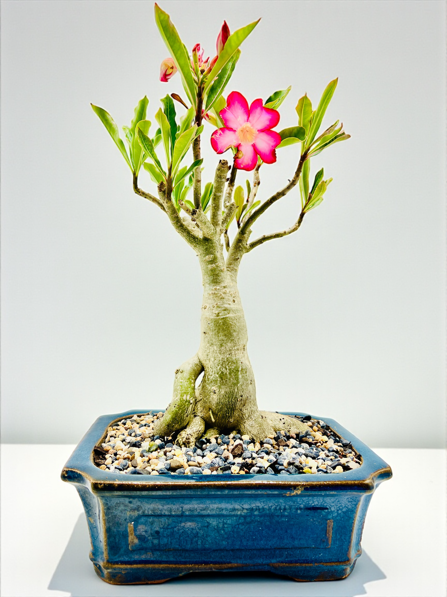 10 Year Old Mature Desert Rose Bonsai Tree - Pink Flowers
