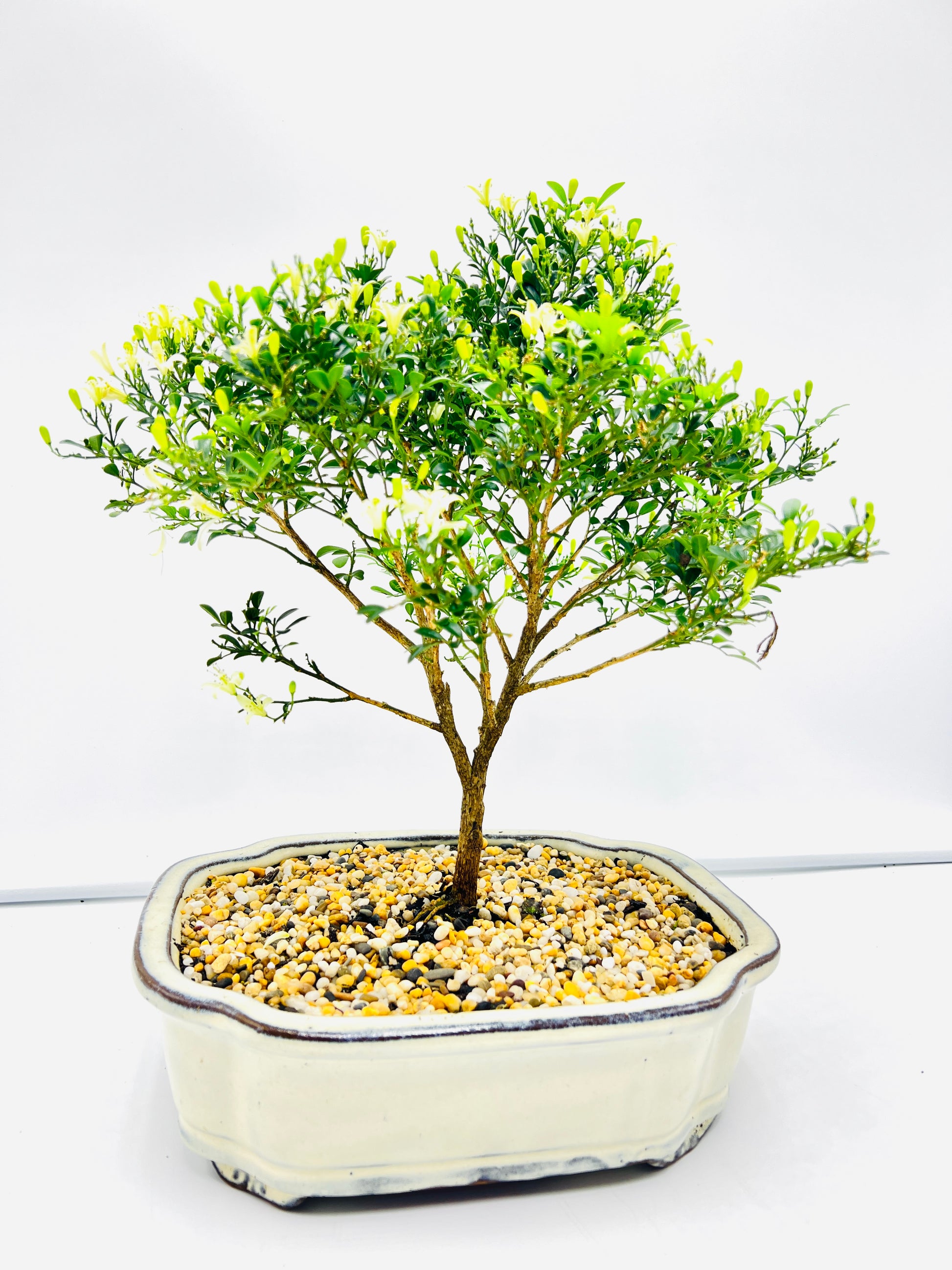 mini tree bonsai 10 Inch Mini Jasmine Bonsai Tree – Bonsai Gifts Nursery